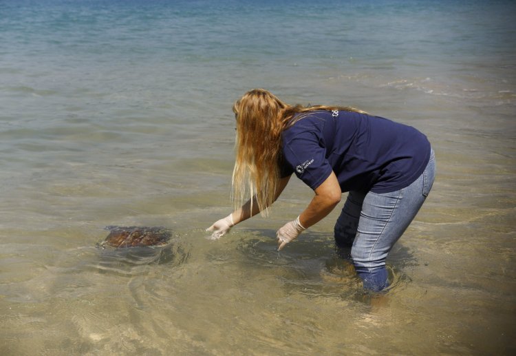 Dia Mundial da Tartaruga Marinha reforça atuação do Programa Tartaruga Viva, da Eletronuclear