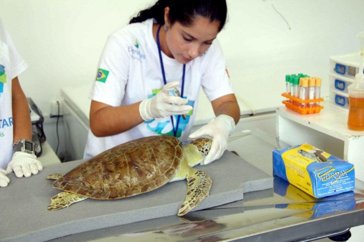 Dia Mundial da Tartaruga Marinha reforça atuação do Programa Tartaruga Viva, da Eletronuclear