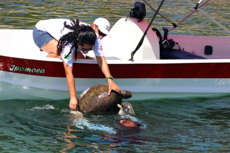 Dia Mundial da Tartaruga Marinha reforça atuação do Programa Tartaruga Viva, da Eletronuclear